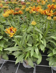 Rudbeckia hirta Rudy Sunset, fot. M. Federowicz
