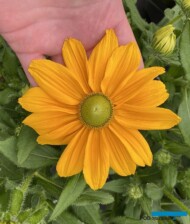 Rudbeckia hirta Rudy Yellow, fot. M. Federowicz