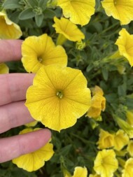 petunia Bee's Knees w Hendrik-Ido-Ambacht_fot. M-Federowicz