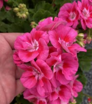 Pelargonium-zonale-Smart-Nina-Pink-Eye_fot. M-Federowicz