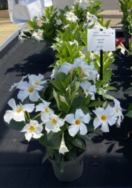 Mandevilla Diamantina_Jade white_fot. M. Federowicz
