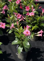 Mandevilla Diamantina_Jade Pink_fot. M. Federowicz