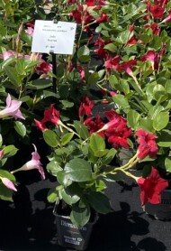 Mandevilla Diamantina_JadeScarlet_fot. M. Federowicz_m