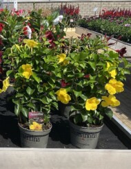 Mandevilla Diamantina_OpalCitrine__fot. M. Federowicz