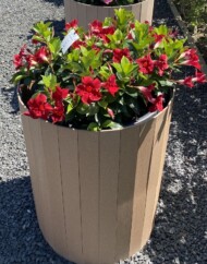 Mandevilla Diamantina Jade Red_fot. M. Federowicz