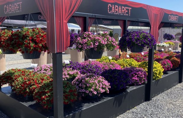 Wśród nowości firmy Florensis są premierowe odmiany kalibrachoi (Calibrachoa) z grupy Cabaret - na zdjęciu migawka z FlowerTrials 2022 (fot. M. Federowicz)