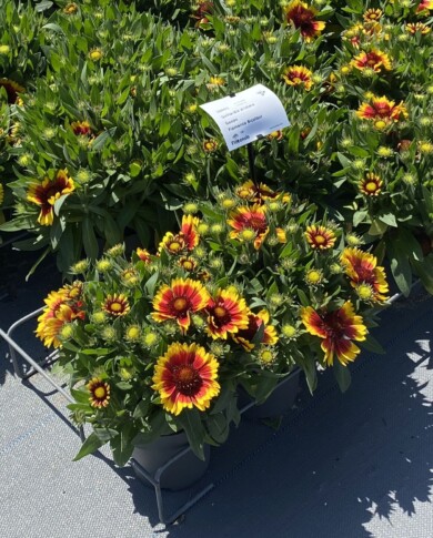 Gaillardia aristata Guapa Flamenco Bicolour, fot. M. Federowicz