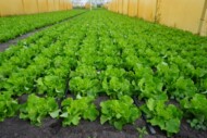 Sałata masłowa Ilona w uprawie tunelowej