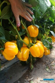 Papryka żółta Insignia