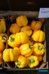 Papryka żółta Insignia