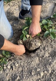 lustracji nowych nasadzeń - kontrola rozwoju systemu korzeniowego