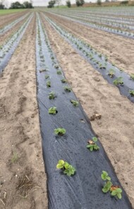 nasadzenia truskawki