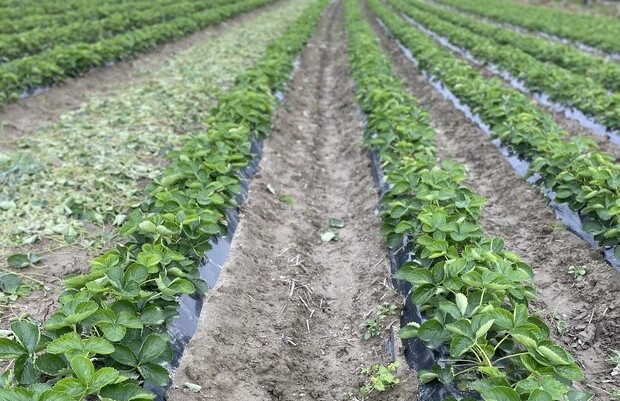 nasadzenie odmiany Flair