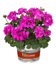 Pelargonium-Toscana® Dolce Vita Evi Blue_Florensis