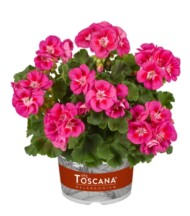 Pelargonium-zonale-Smart-Nina-Pink-Eye_Florensis