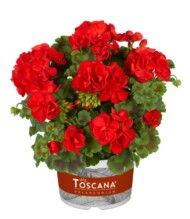 Pelargonia Toscana® Trend Julia Red_fot. Florensis