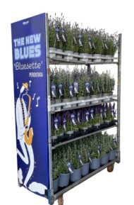 Perovskia Bluesette wyróżnia się zwartym pokrojem, co ułatwia logistykę - pakowanie i spedycję roślin_fot. Florensis