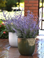 Perovskia-atriplicifolia-Bluesette_Florensis