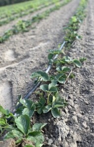 Po zastosowaniu preparatu Regalis Plus 10 WG rozrost szyjki korzeniowej przebiega prawidłowo