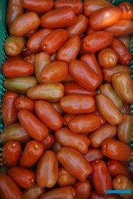 Pomidor Portento
