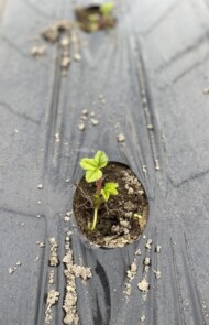 Późne sadzeniu sadzonek typu frigo