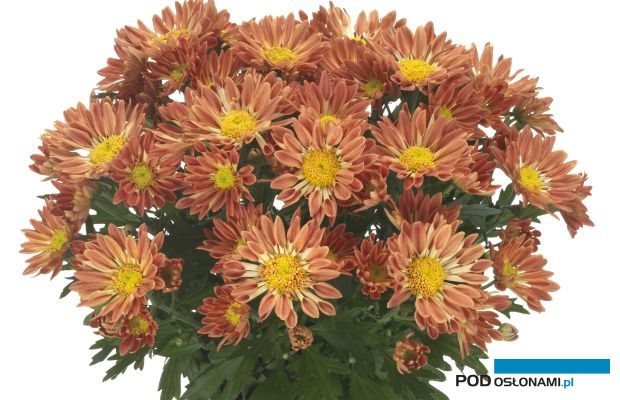 Fresh Market 2022 był miejscem promocji m.in. nowych odmian chryzantem, a także próbą zintensyfikowania dostaw holenderskich produktów kwiaciarskich na polski rynek detaliczny (fot. Royal Van Zanten)