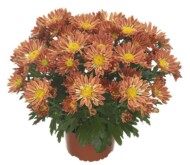 Chryzantema Sollinea Coral Orange_fot. Royal van Zanten