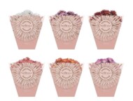 Chryzantemy - odmiany z grupy (serii) Sollinea w markowych opakowaniach_fot. Royal van Zanten