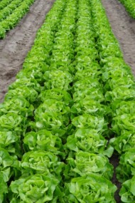 Sałata masłowa Vitrine