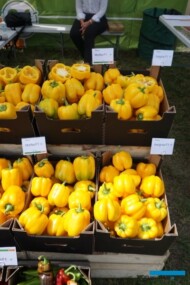 Żółte papryki z firmy Hazera - Morfeo i Insignia