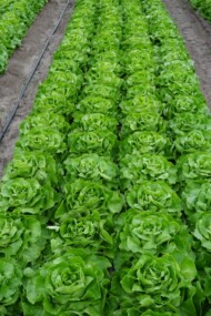 Sałata masłowa Ilona