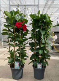 Mandevilla Diamantina Agate XXL Scarlet i White (fot. Florensis)