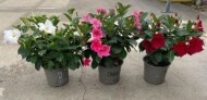 Mandevilla Diamantina - 3 odmiany z serii Jade: White, Rose, Red (fot. Florensis)