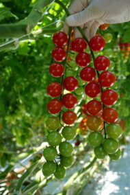 Grona pomidora typu cherry - DR0607TC