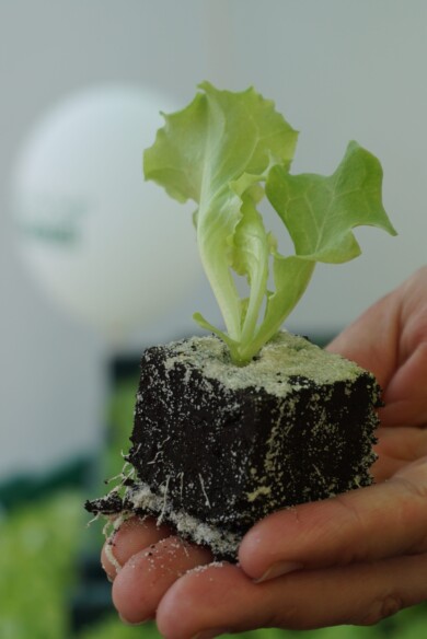 Rozsada sałaty w kostce torfowej (Grupa Krasoń)