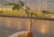 Siewka pomidora szczepiona metodą japońską, po zrośnięciu się (fot. H. van Herk)