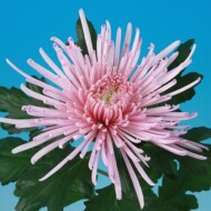 Chryzantema Elbrus Pink_fot. Armada