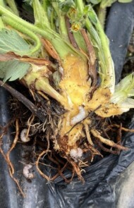 Larwy opuchlaka truskawkowca