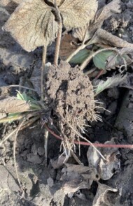 Po unicestwieniu szkodników roślina próbuje odbudowywać uszkodzony system korzeniowy