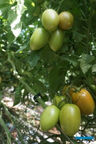 Pomidor gronowy Prunaxx