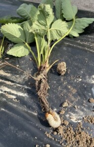 Pędraki w nowych nasadzeniach truskawki