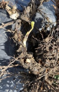 Szyjka korzeniowa truskawki ogołocona z korzeni przez żerowanie opuchlaków