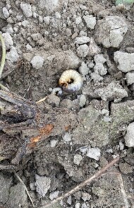 Szyjka korzeniowa truskawki odmiany 'Rumba' ogołocona przez żerowanie pędraka