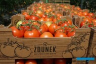 Pomidory w opakowaniu firmowym Grupy Producentów Warzyw Zdunek