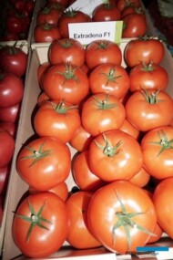Pomidor czerwony Extradena