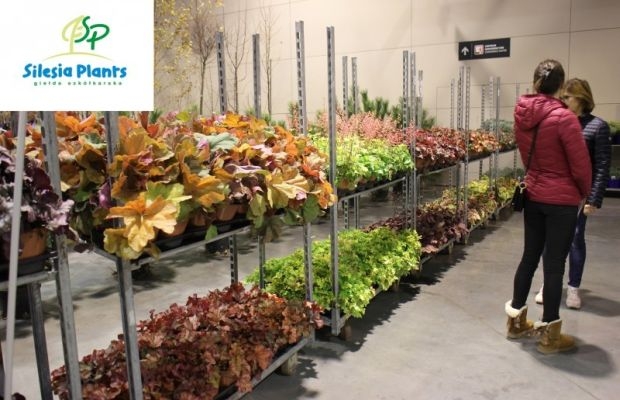 Silesia Plants