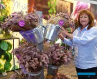 Ptilotus-Matilda_Gundula Wagner_Benary_IFTF-2022_fot-A-Cecot