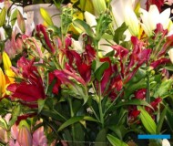 Lilia Tropical Dragon (OT) - na stoisku firmy Zabo Plant_IFTF-2022_fot-A-Cecot