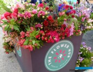 Kwiaty z Kenii_IFTF2022_fot.-A-Cecot