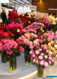 Róże z Ameryki Południowej (z firmy Mystic Flowers)_fot.-A-Cecot